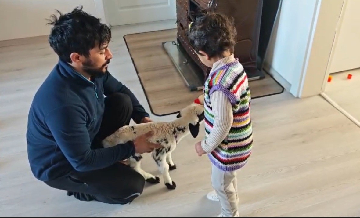 Annesinin reddettiği kuzuya 3 yaşındaki Ezo&rsquo;nun şefkati y&uuml;rekleri ısıttı
