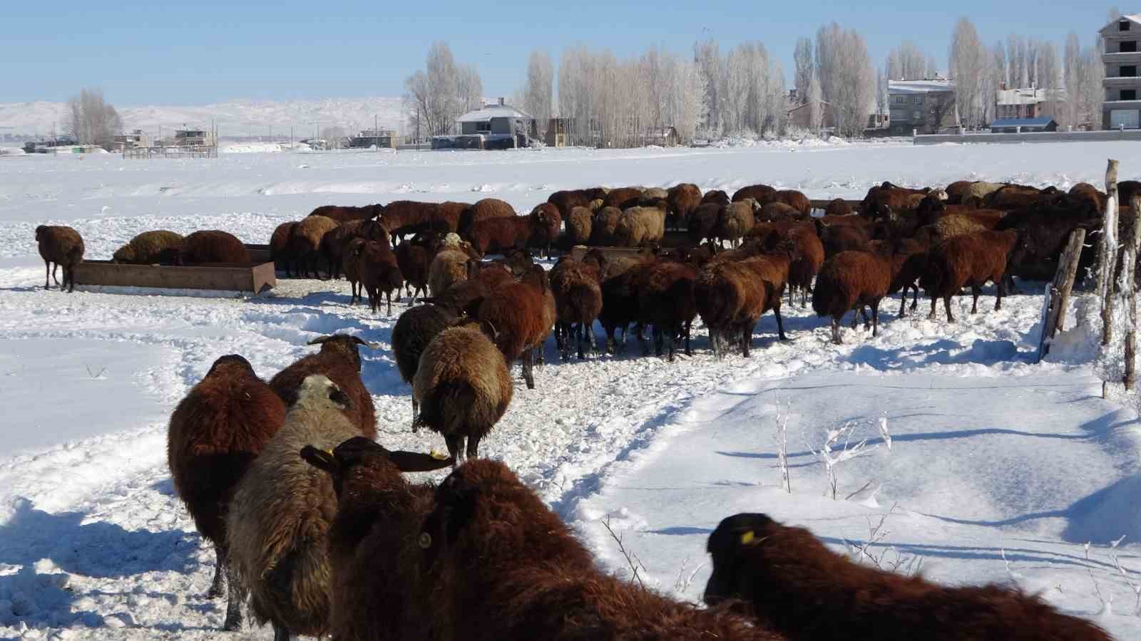 Hask&ouml;y&rsquo;de besicilerin zorlu mesaisi başladı
