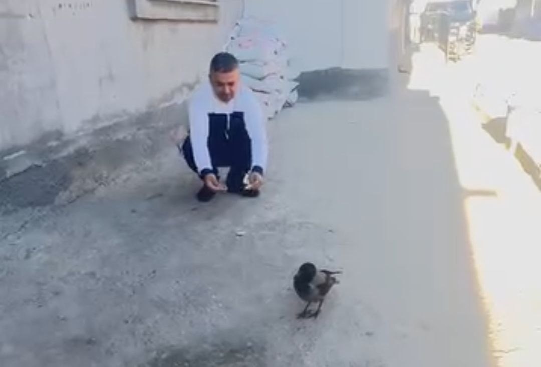 Adana’da karga bir evi mesken tuttu