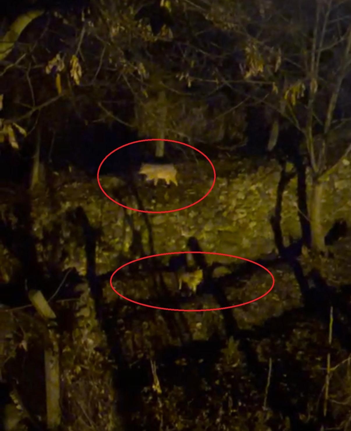 Yiyecek arayan kurtlar yerleşim yerine indi