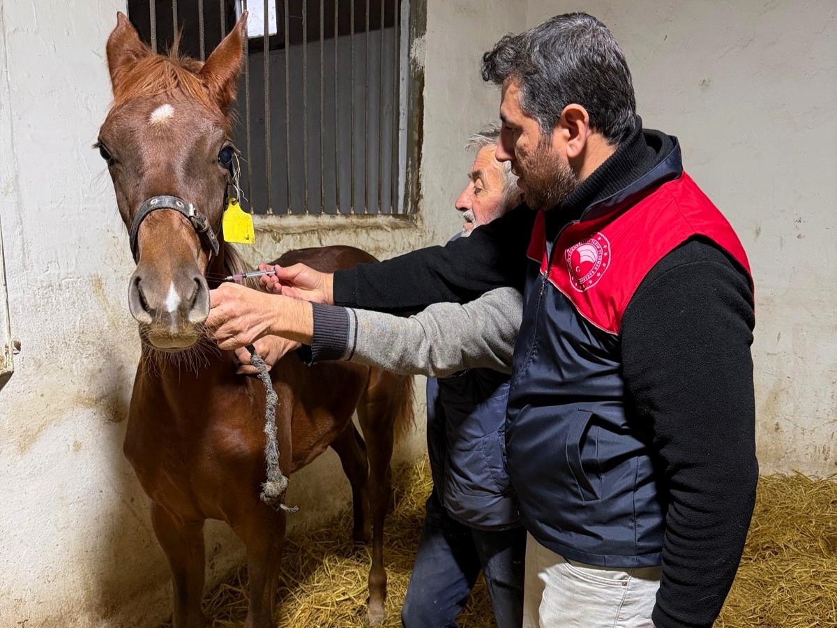 Kırklareli’nde safkan atlar aşılandı