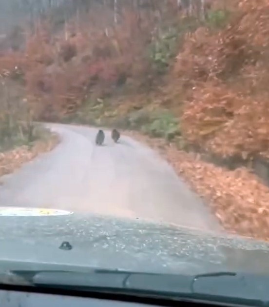 Kış uykusuna yatmayan yavru ayılar kameraya yakalandı
