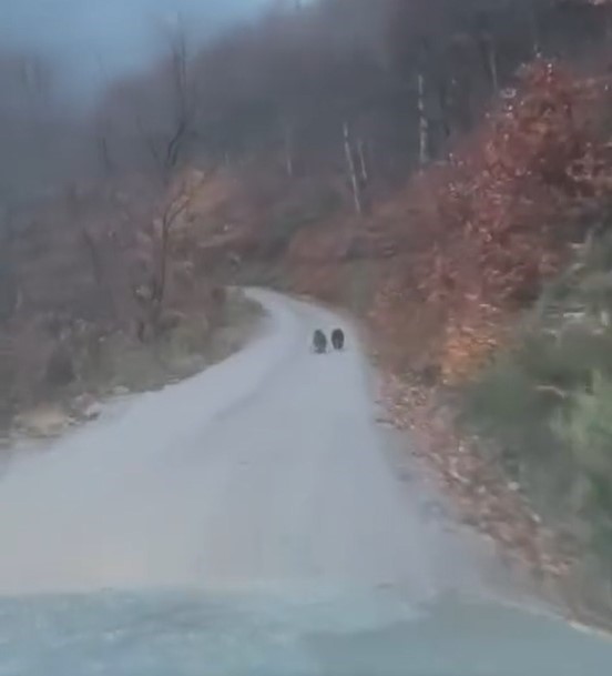 Kış uykusuna yatmayan yavru ayılar kameraya yakalandı
