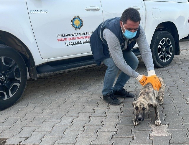 DBB Hayvan Bakımevi 2025’te 10 bini aşkın ihbara müdahale etti