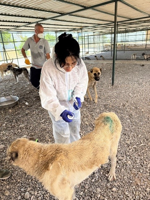 DBB Hayvan Bakımevi 2025’te 10 bini aşkın ihbara müdahale etti