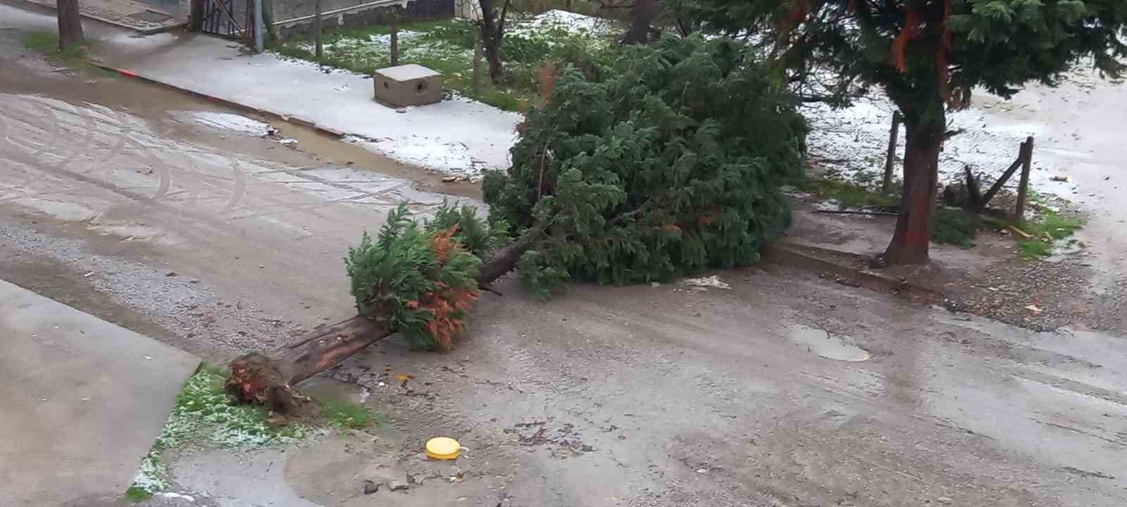 Türkeli’de fırtına ağaç devirdi, yol trafiğe kapandı