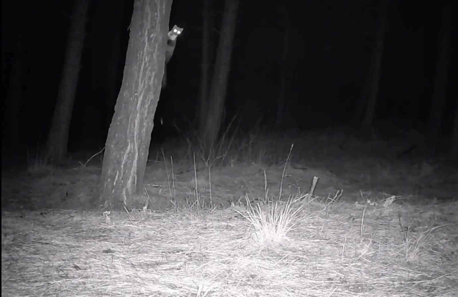 Tekirdağ’da yaban hayatı fotokapanlarla görüntülendi