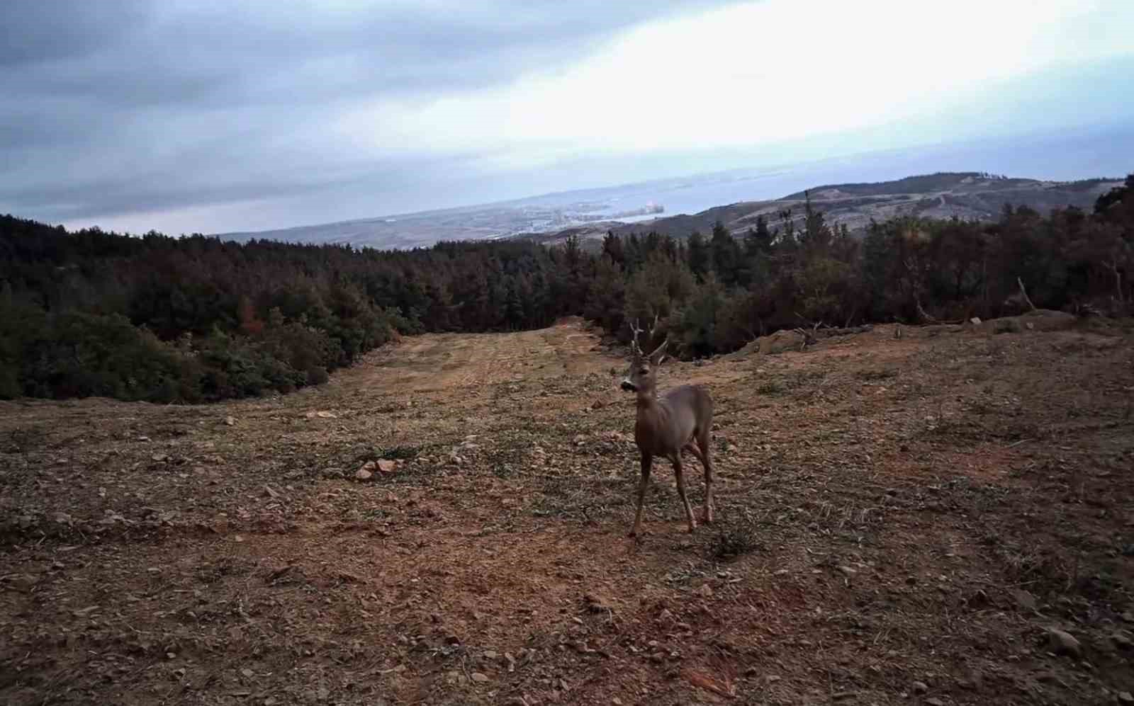 Tekirdağ&rsquo;da yaban hayatı fotokapanlarla g&ouml;r&uuml;nt&uuml;lendi
