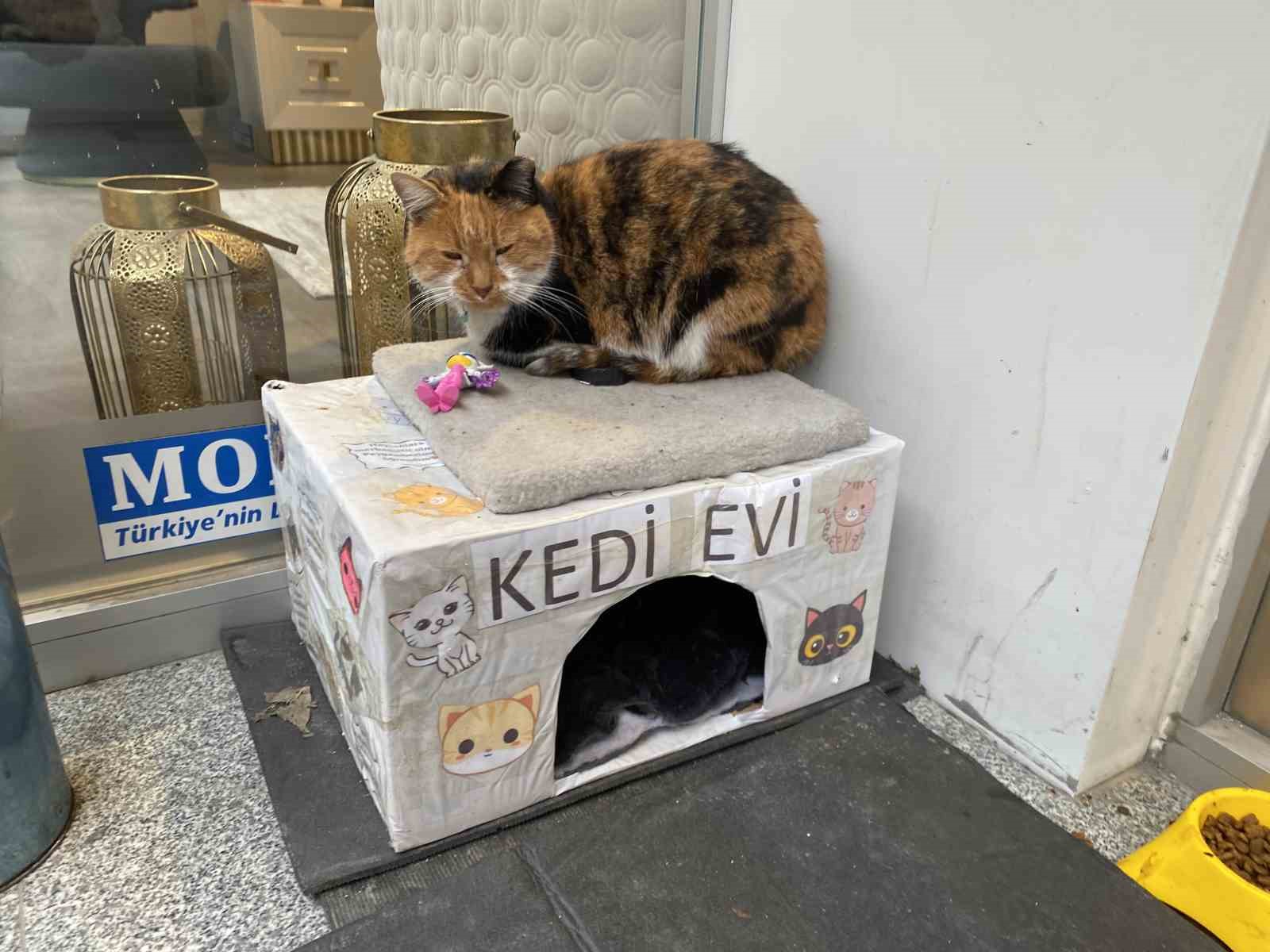 D&uuml;kkan &ouml;n&uuml;ndeki kedi i&ccedil;in asılan ilgin&ccedil; not dikkat &ccedil;ekti: "Dilenci değilim"
