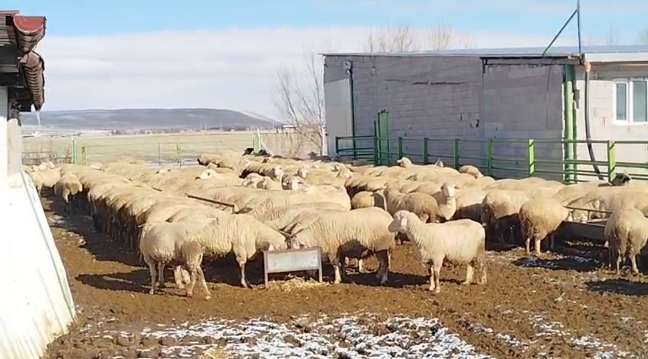 Konya&rsquo;da sokak k&ouml;peklerinin saldırdığı koyun telef oldu
