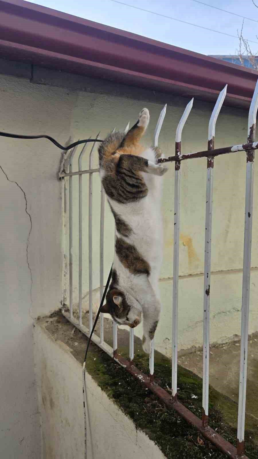 Korkuluğa saplanan kediyi itfaiyeciler kurtardı