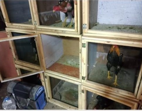 Sakarya’da horoz dövüşü operasyonu
