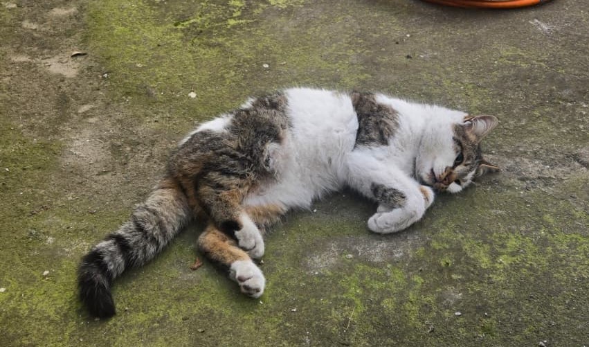 Korkuluğa saplanan kediyi itfaiyeciler kurtardı