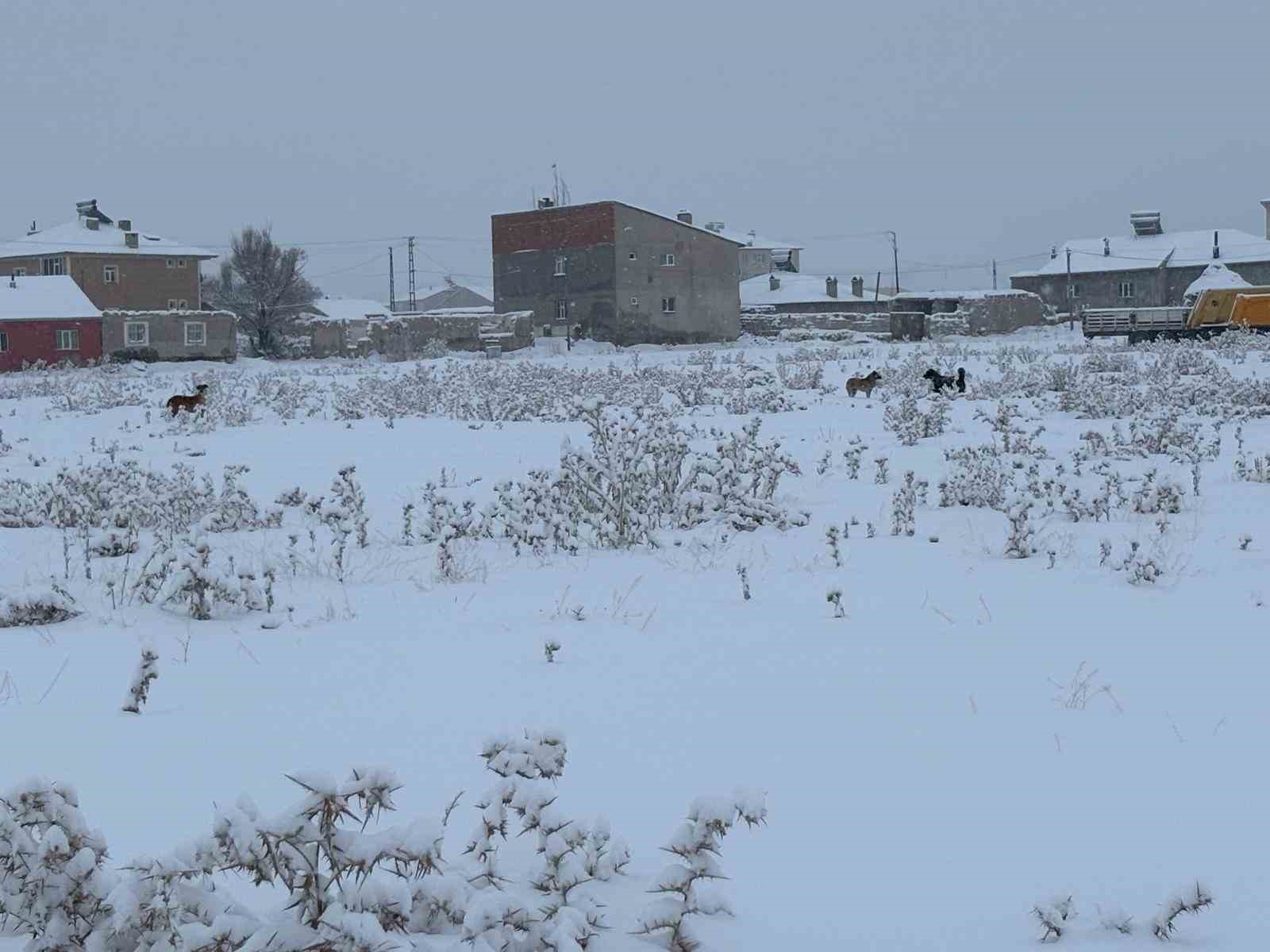 Diyadin’de başıboş köpekler tedirgin ediyor