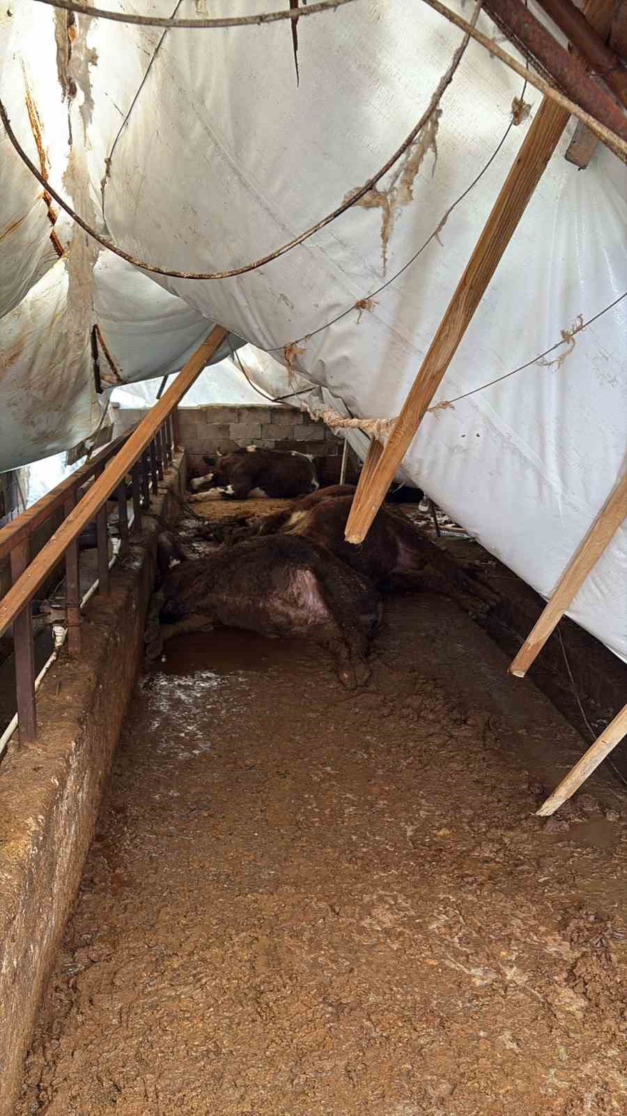 Karab&uuml;k&rsquo;te kar yağışı ahıl &ccedil;atısını &ccedil;&ouml;kertti: 7 b&uuml;y&uuml;kbaş hayvan telef oldu
