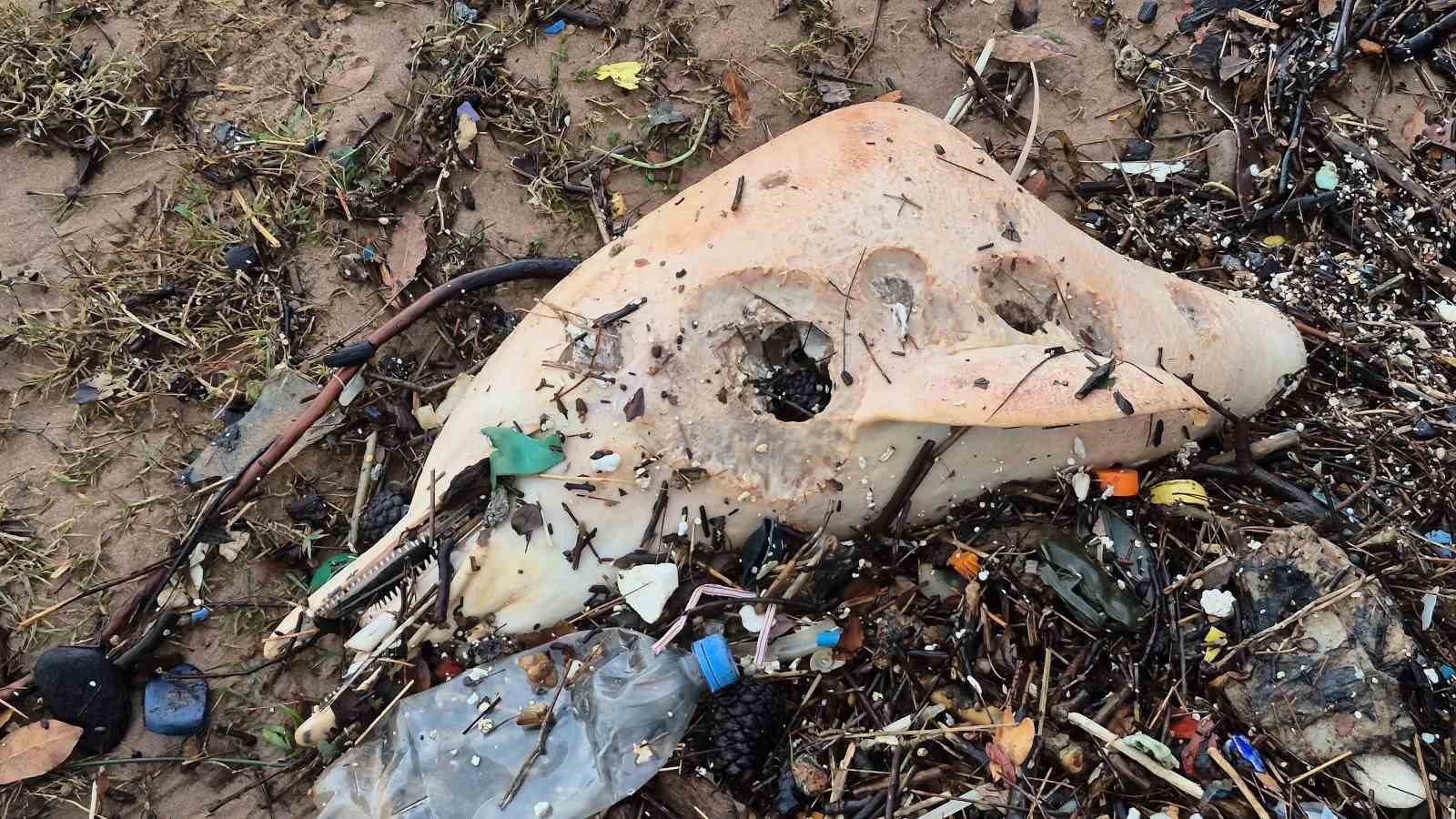 Dev dalgalar, &ouml;l&uuml; yunus balığının kalıntılarını sahile s&uuml;r&uuml;kledi
