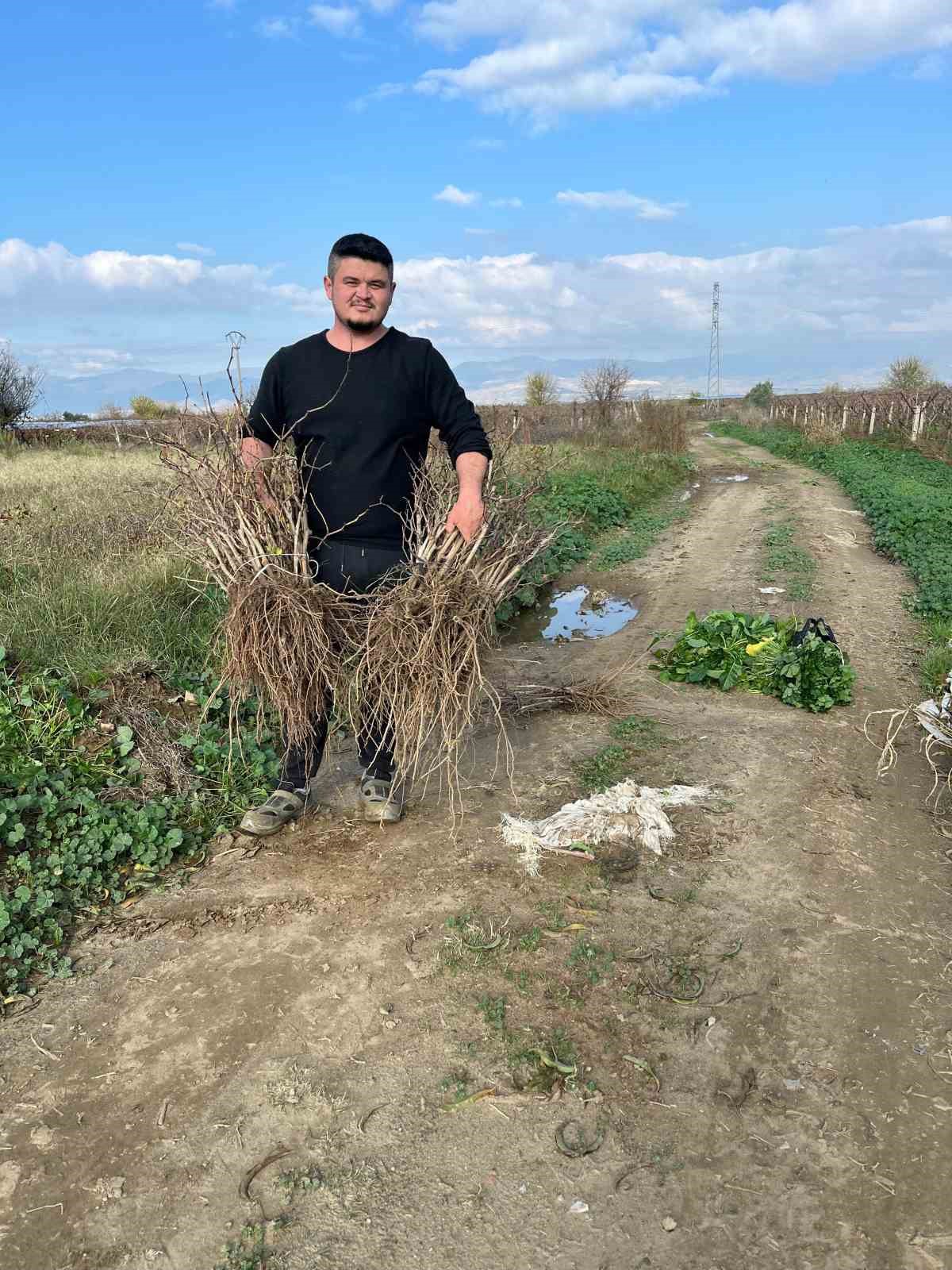 Gen&ccedil; kardeşlerden Sarıg&ouml;l ekonomisine 700 bin fidan hamlesi
