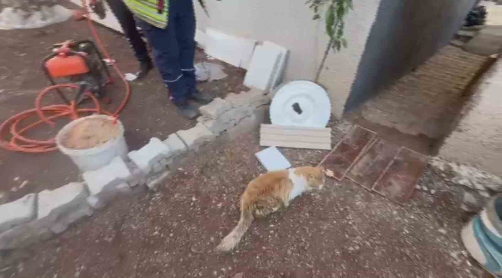Pencere korkuluğunu sıkışan kediyi itfaiye kurtardı