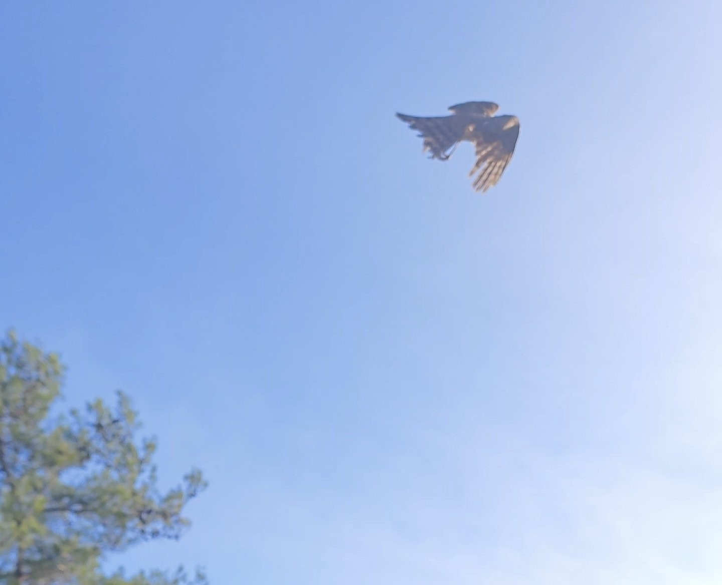 Yaralı atamaca tedavisi ardından yeniden doğal ortamında