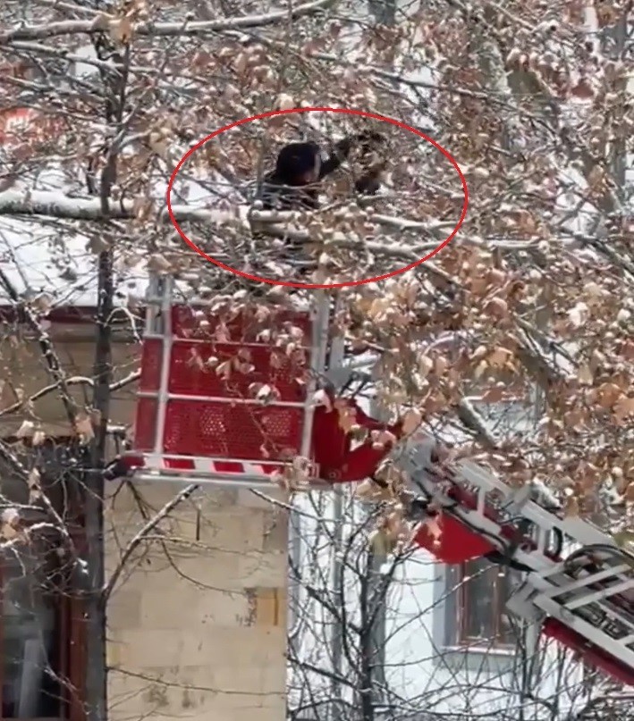 Bayburt’ta ağaç dallarına dolanan kargayı itfaiye kurtardı