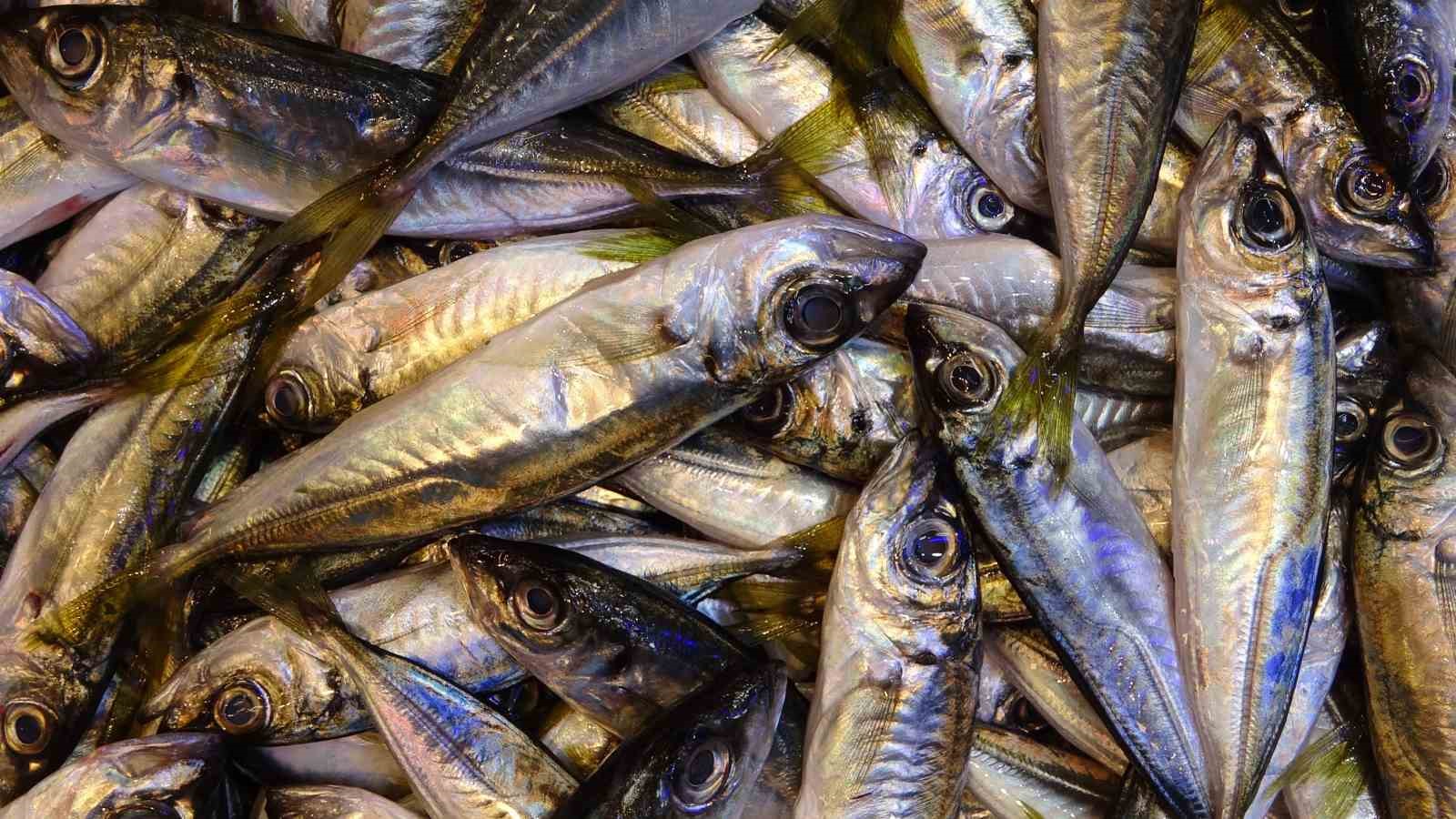 İstavrit hamsiyi tahtından etti