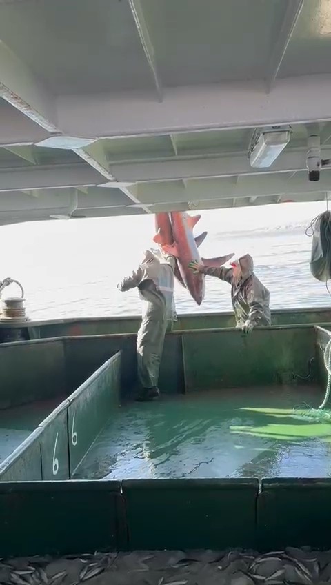 &Ccedil;anakkale&rsquo;de balık&ccedil;ıların ağına &lsquo;kam&ccedil;ı kuyruk&rsquo; cinsi k&ouml;pek balığı takıldı
