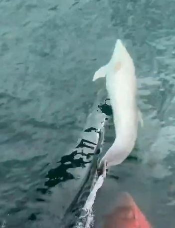 Tekirdağ açıklarında tekneye yunus eşliği