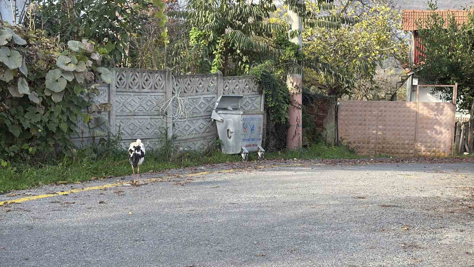 Annesinin yuvadan attığı leyleğe, mahalleli anne ve baba oldu