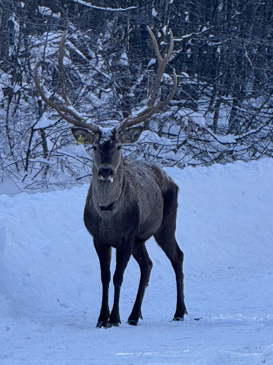 Beyaza bürünen doğada kızıl geyik sürprizi