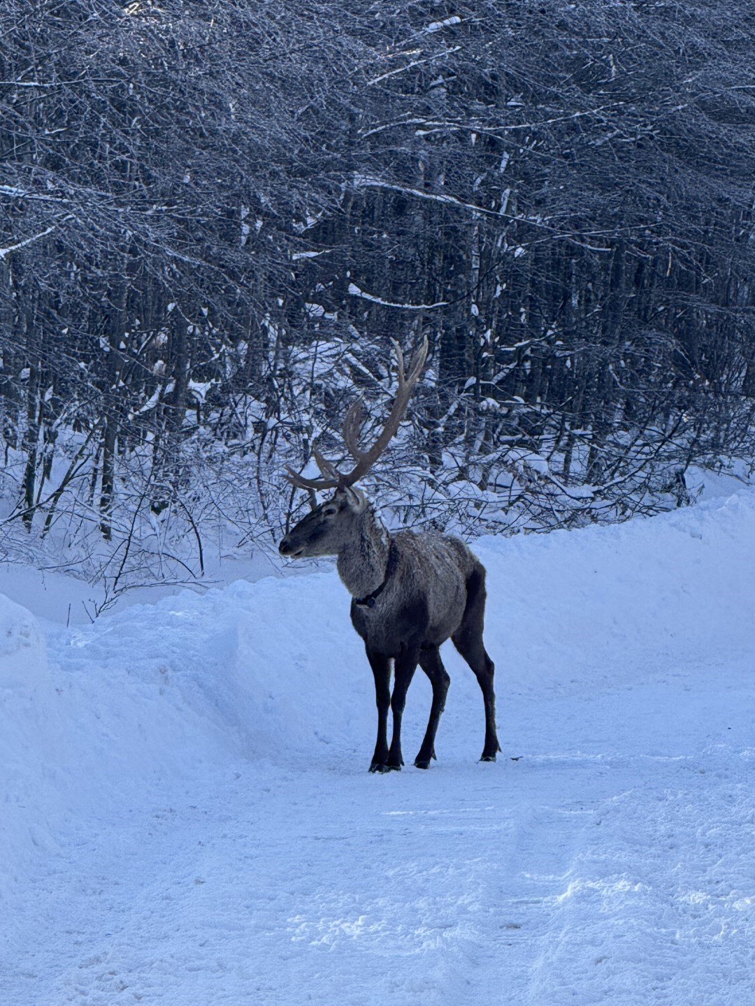 Beyaza b&uuml;r&uuml;nen doğada kızıl geyik s&uuml;rprizi
