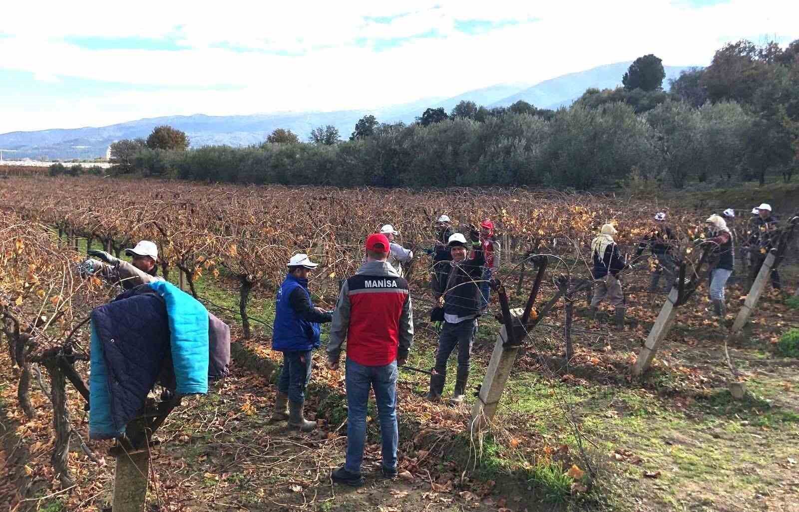 Üzüm bağlarında doğru budama için yerinde eğitim