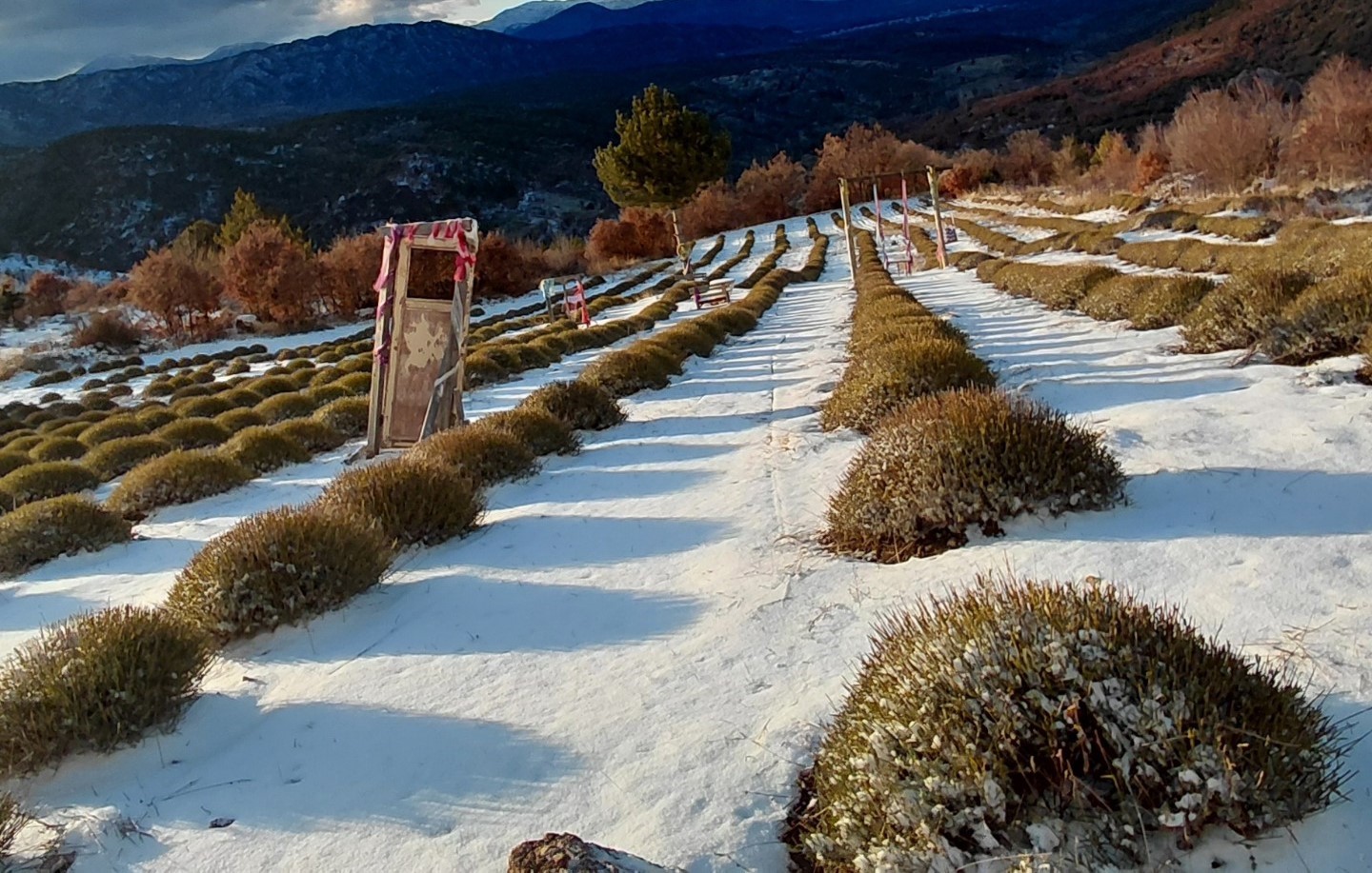 Derebucak’ta mor bahçeler beyaza büründü, barajlara su geldi