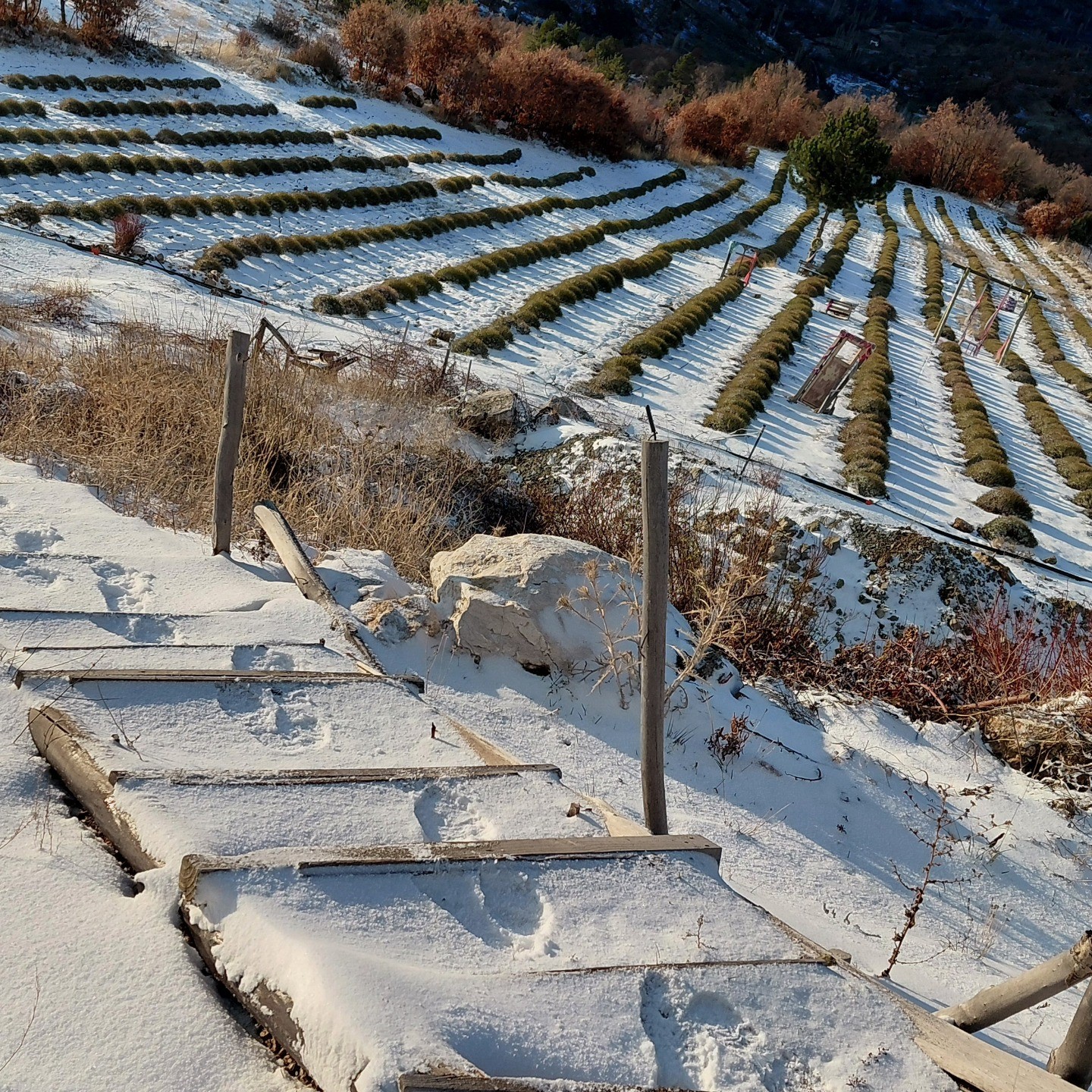 Derebucak&rsquo;ta mor bah&ccedil;eler beyaza b&uuml;r&uuml;nd&uuml;, barajlara su geldi
