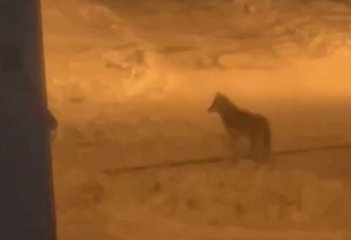 Tatvan’da şehir merkezine inen kurt görüntülendi