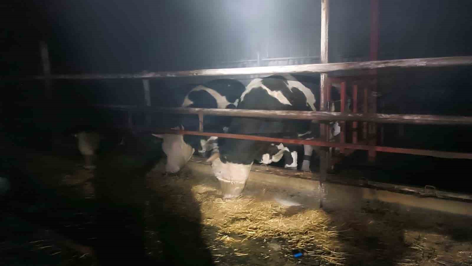 Samanlıktan yükselen alevler, besihaneye ulaşmadan kontrol altına alındı