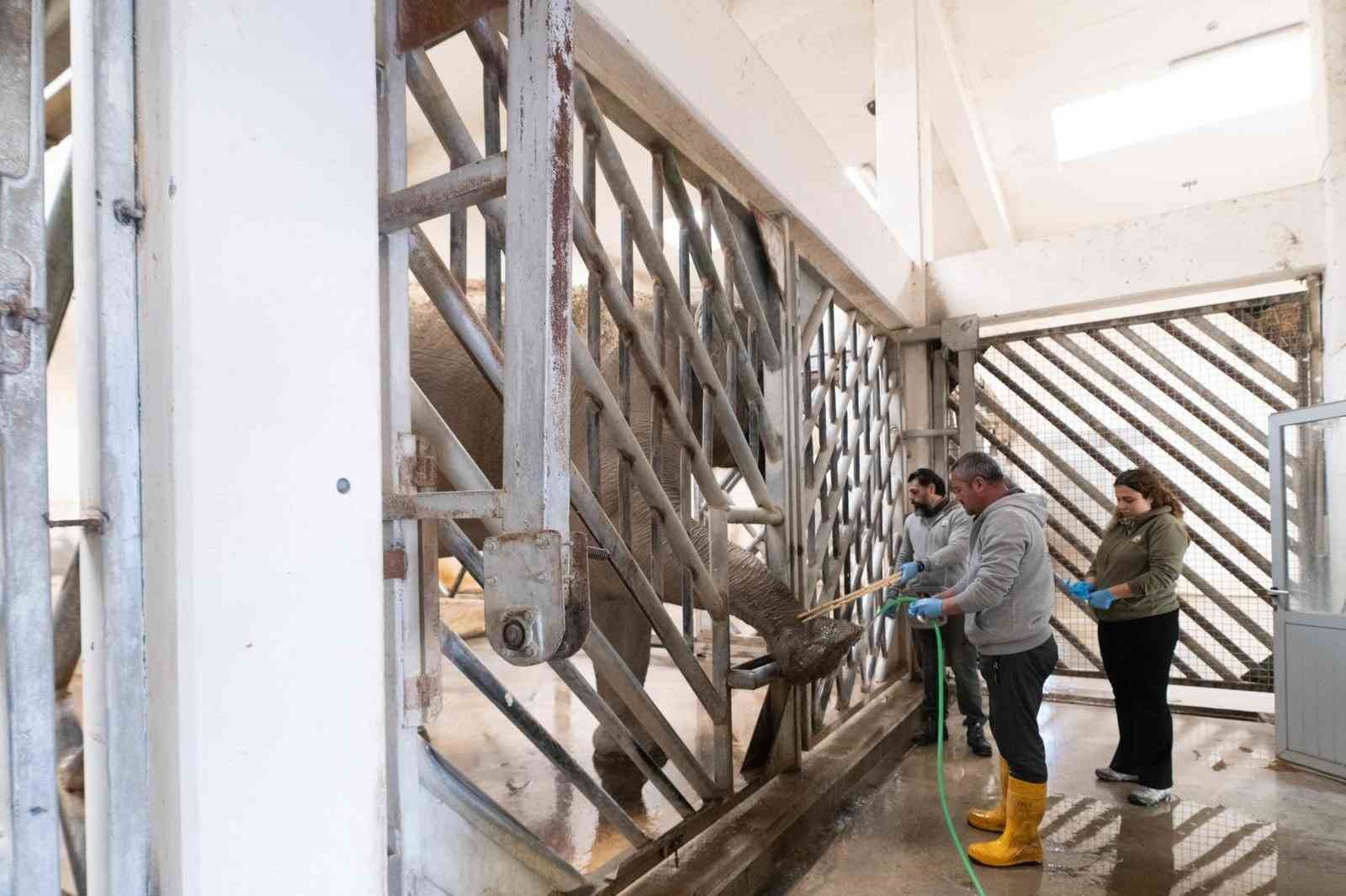 İzmir&rsquo;de fillere hayat kurtaran ayak bakımı
