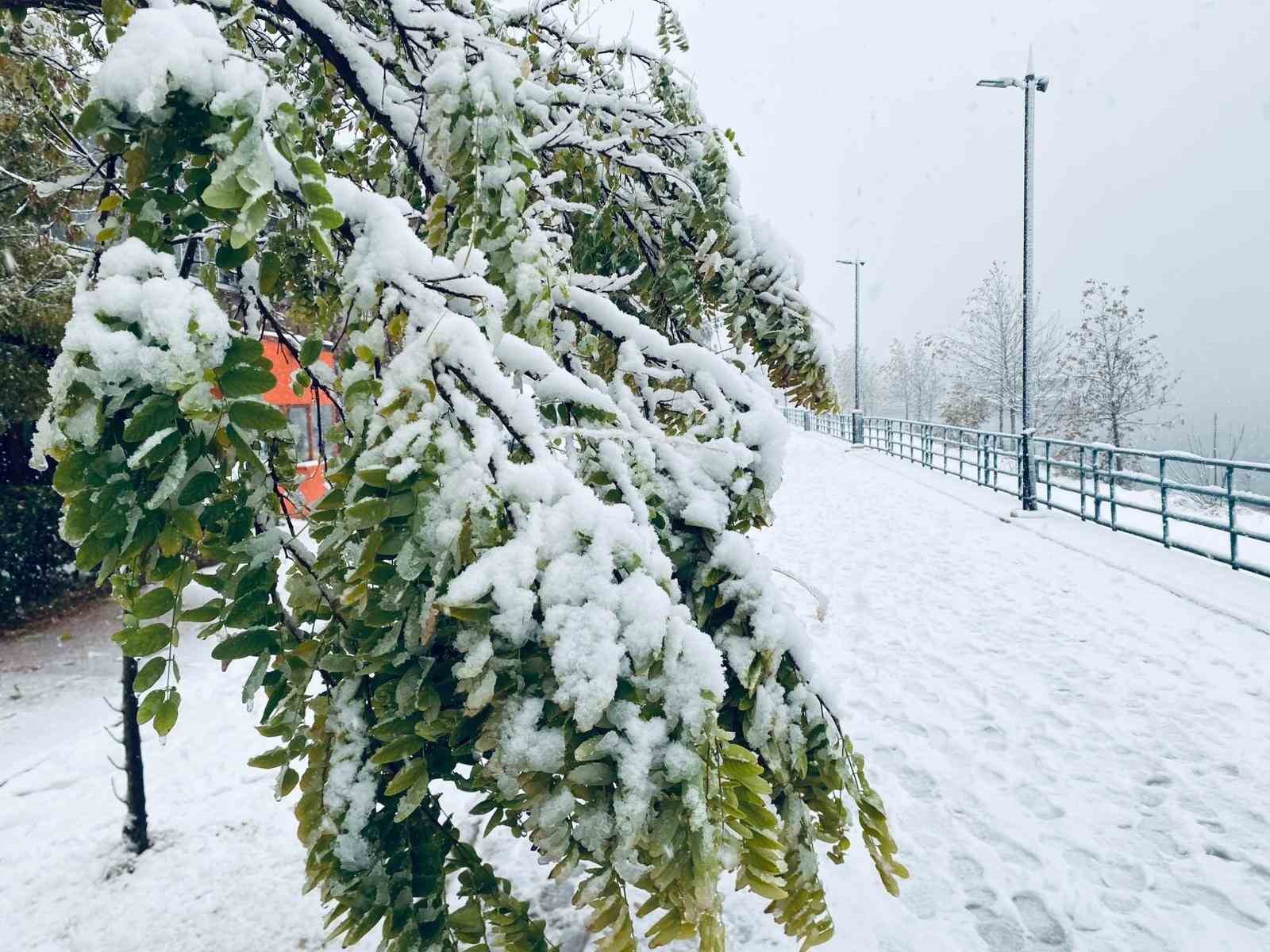 Birecik&rsquo;te karın ağırlığına dayanamayan ağa&ccedil; dalları ara&ccedil;ların &uuml;zerine devrildi
