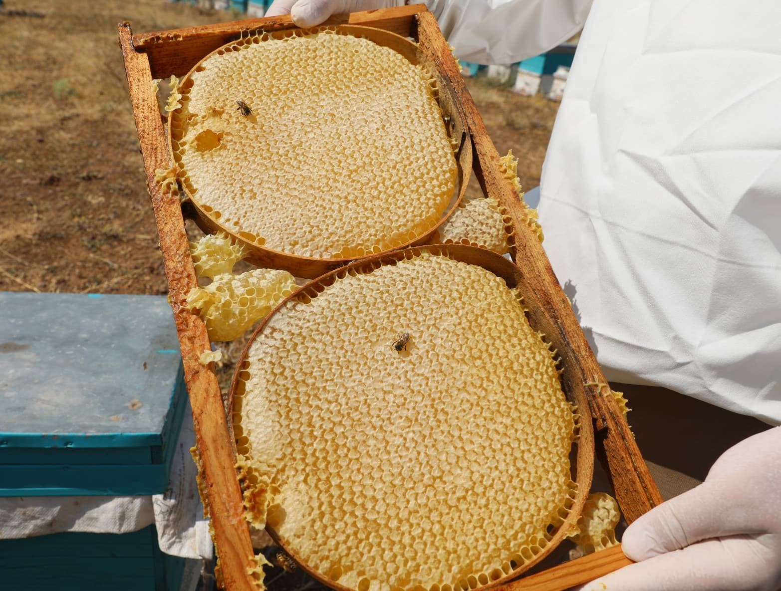 Niğde&rsquo;nin &rsquo;Geven Balı&rsquo; Coğrafi İşaretle tescillendi
