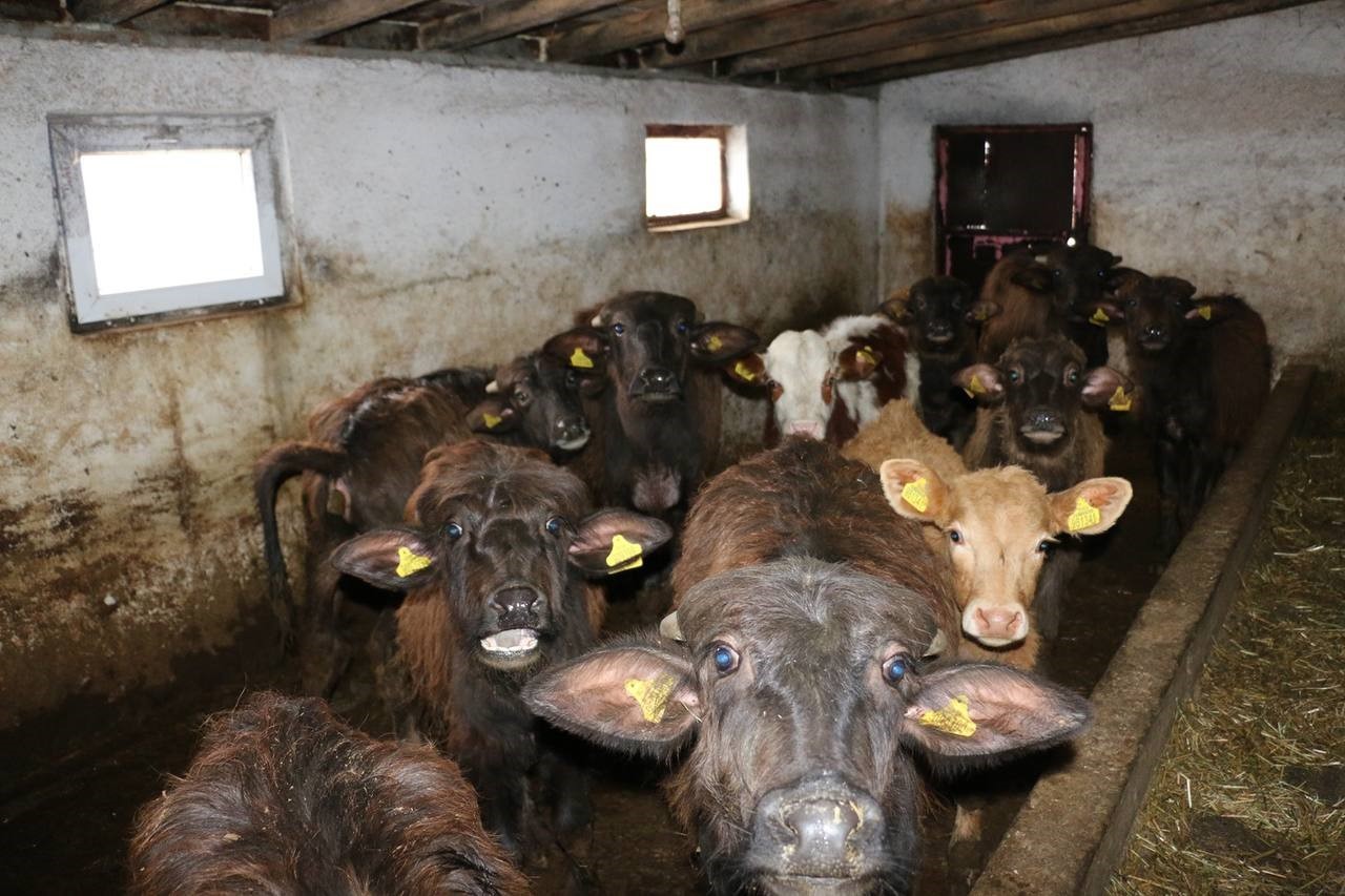 Erzincan&rsquo;da manda yetiştiriciliği i&ccedil;in araştırmalar s&uuml;r&uuml;yor
