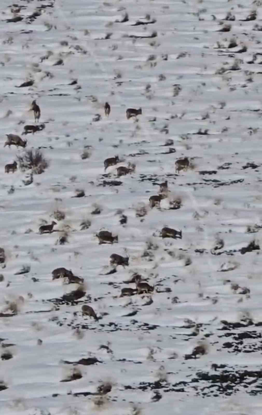 Zirveye şefkat tırmanışı: Y&uuml;ksekova&rsquo;da dağ ke&ccedil;ileri i&ccedil;in metrelerce karı aştılar
