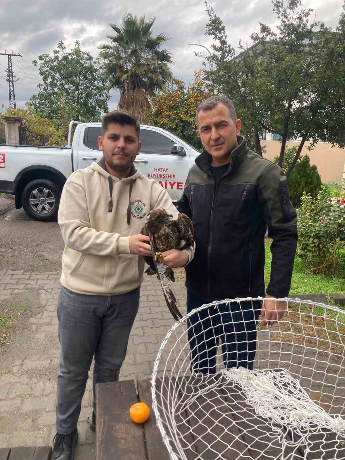 Ağa&ccedil;ta mahsur kalan şahini itfaiye kurtardı
