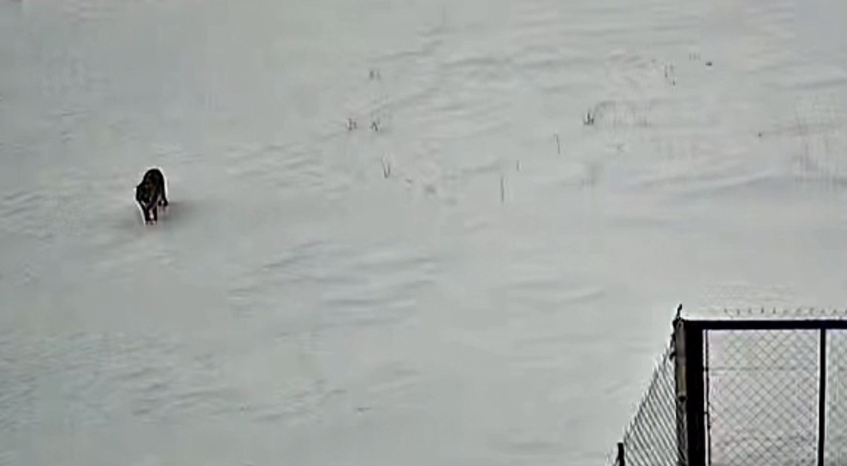 Tatvan’da kurt görüntülendi