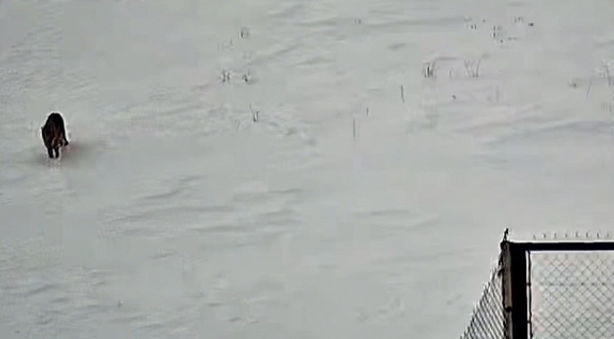 Tatvan’da kurt görüntülendi