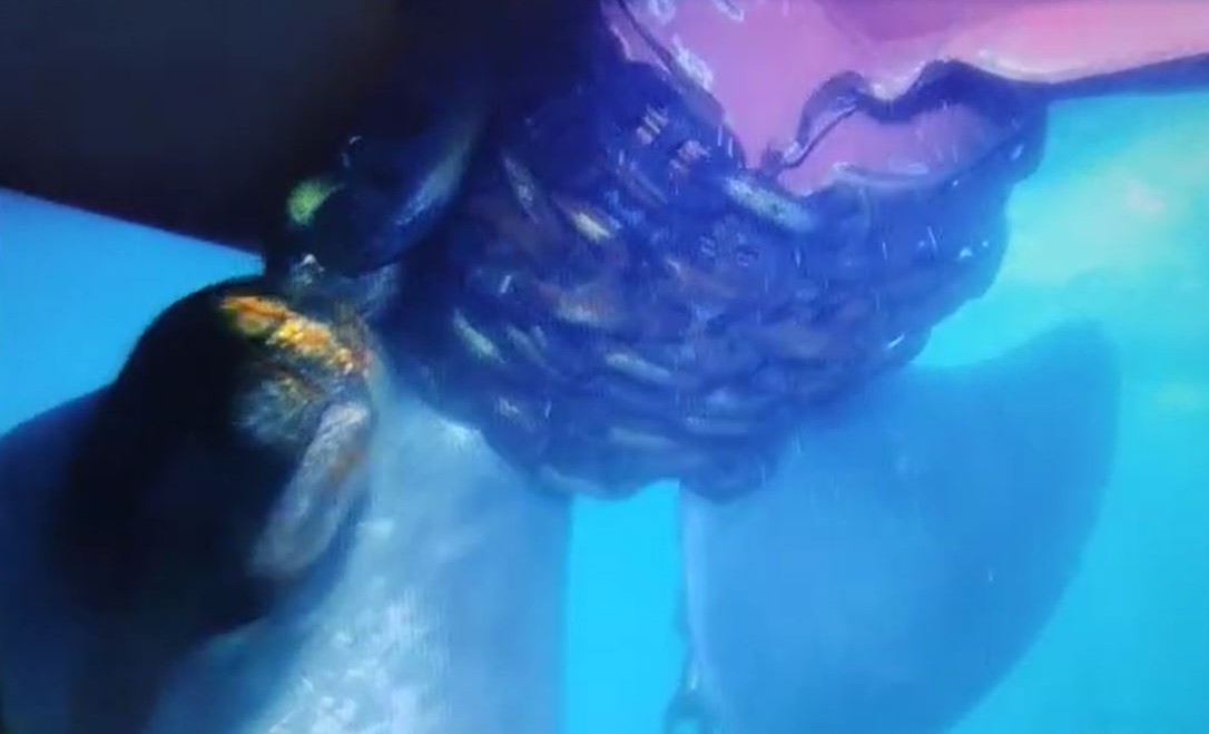 K&uuml;&ccedil;&uuml;k&ccedil;ekmece&rsquo;de Alatepe Tankeri pervanesine dolanan zincir su altından g&ouml;r&uuml;nt&uuml;lendi
