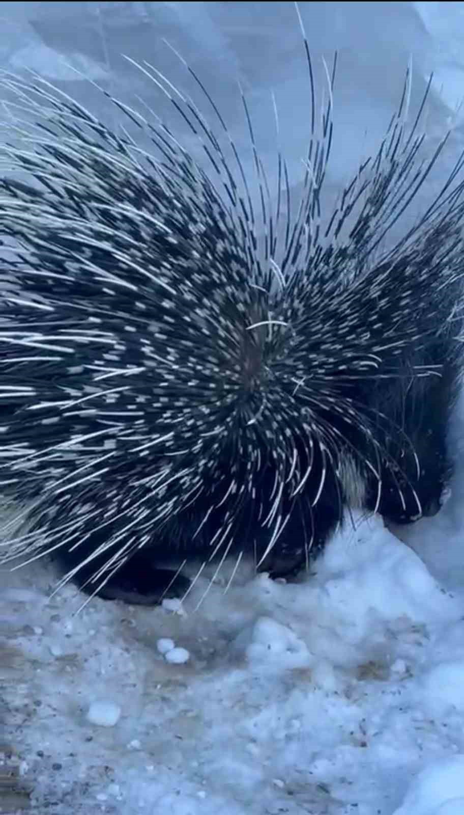 Y&uuml;ksekova&rsquo;da Hint oklu kirpi g&ouml;r&uuml;nt&uuml;lendi
