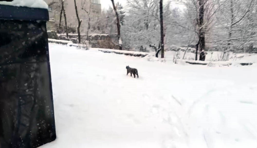 Develi&rsquo;de kar yağışı etkili oldu
