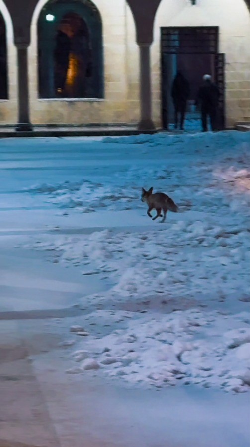 Balıklıgöl’e sürpriz ziyaretçi