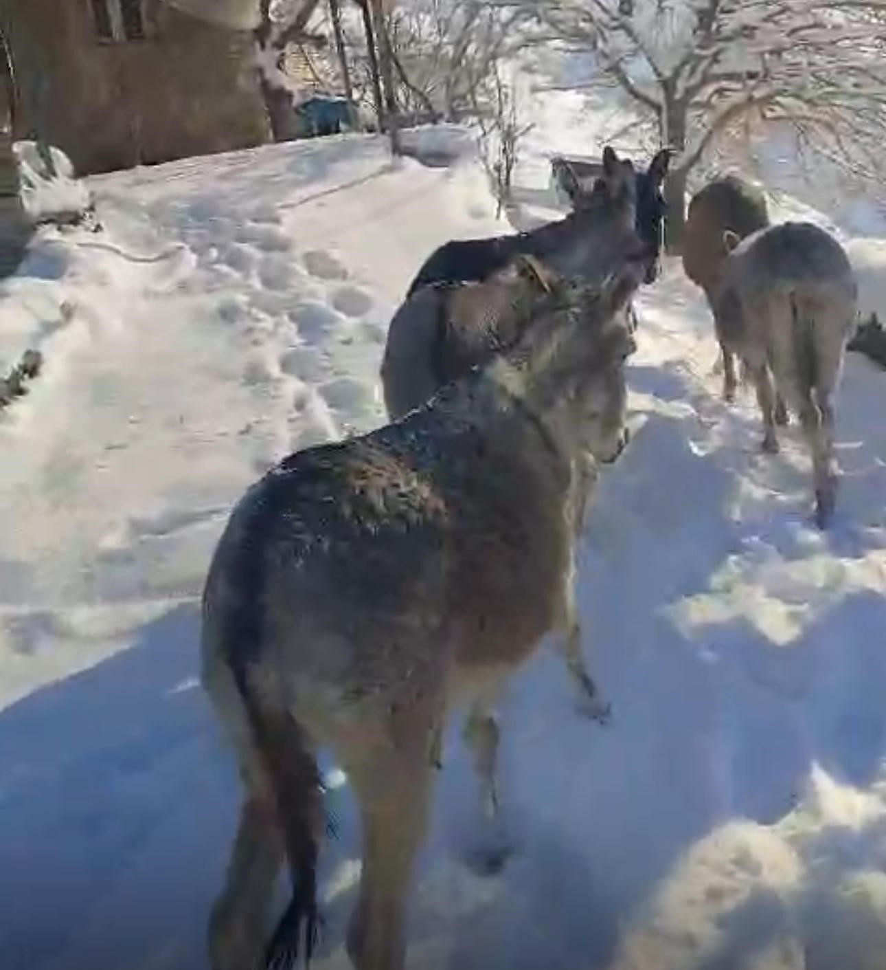 Şırnak&rsquo;ta sokak hayvanları barınaklara toplandı
