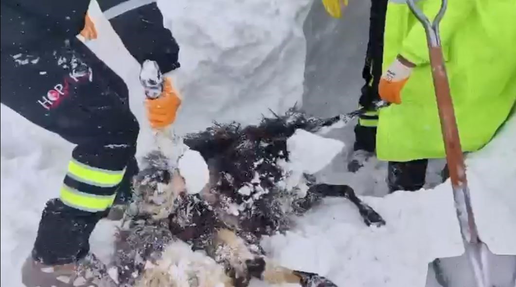 Artvin&rsquo;de &ccedil;ığ b&ouml;lgesinde arama kurtarma &ccedil;alışmaları ikinci g&uuml;nde yeniden başladı
