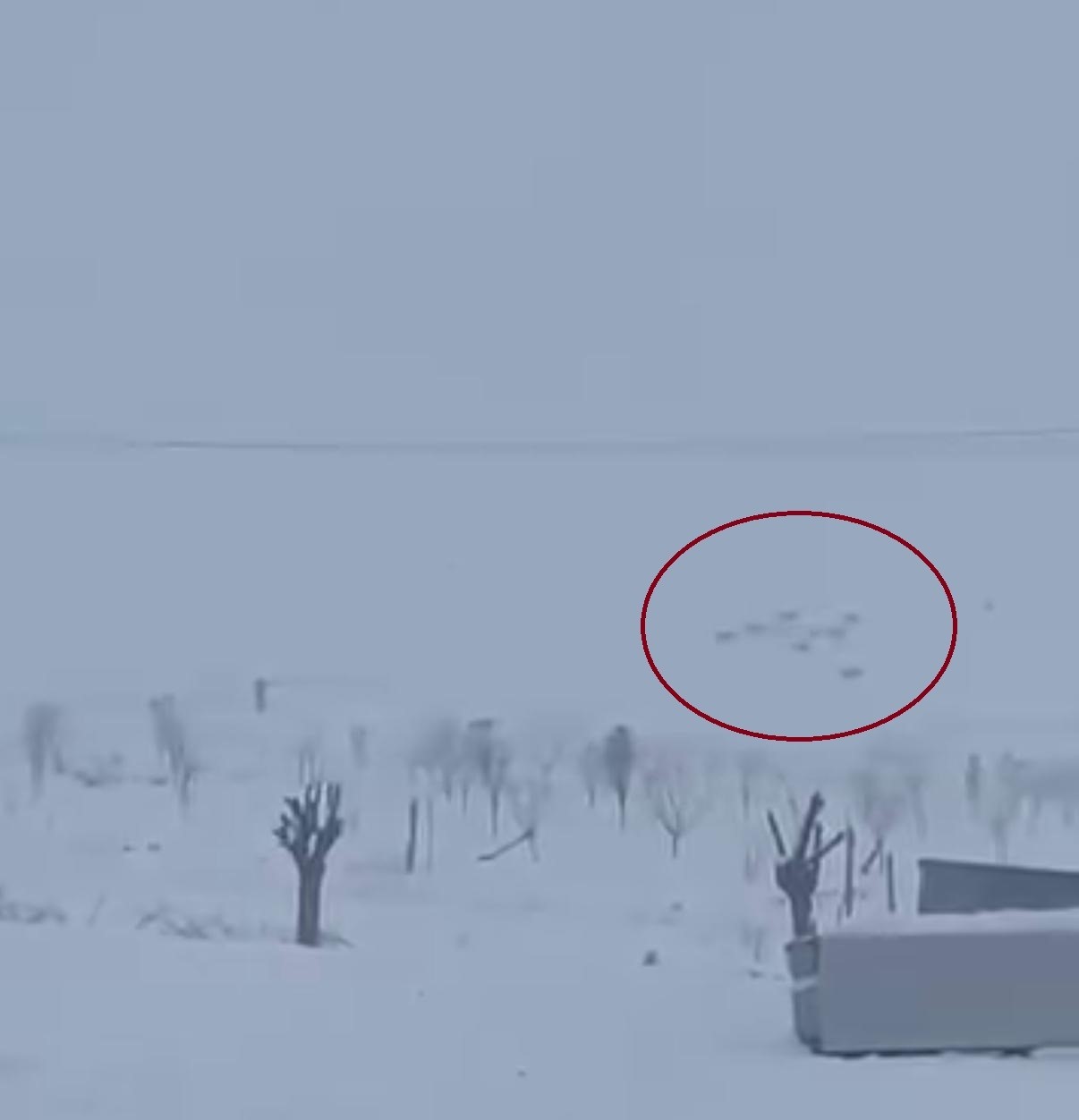 Diyarbakır’da kar yağışının ardından kurtlar yerleşim yerlerine indi